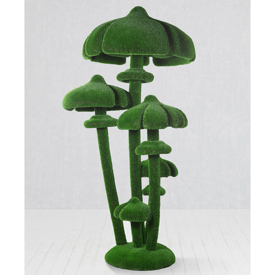 Honey Agaric Mushrooms Medium